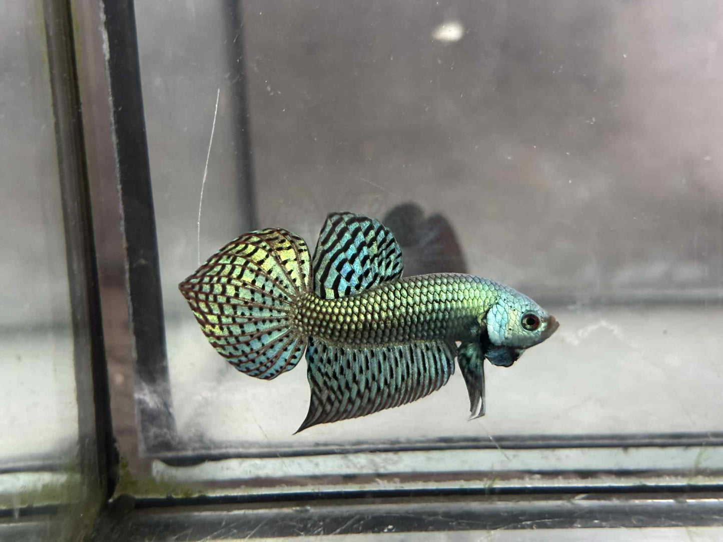 Alien Green, blue, Turquoise, or Gray wild betta male