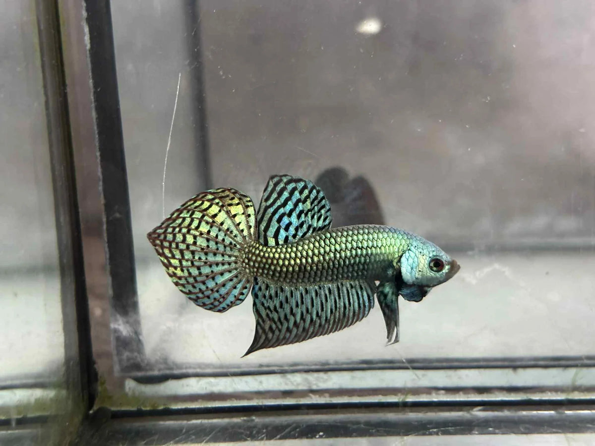 Alien Green, blue, Turquoise, or Gray wild betta male