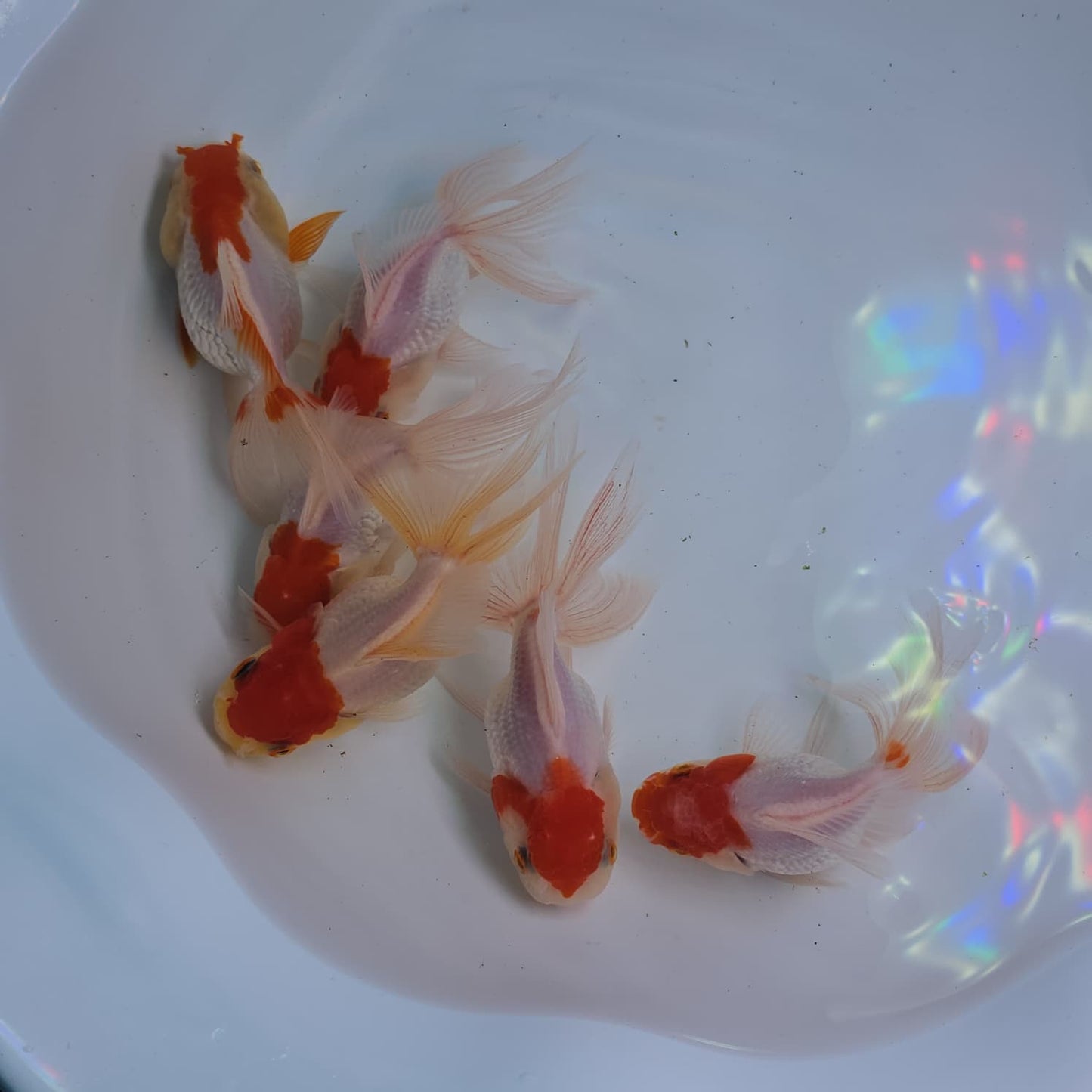 Goldfish with a rainbow reflection on a white background