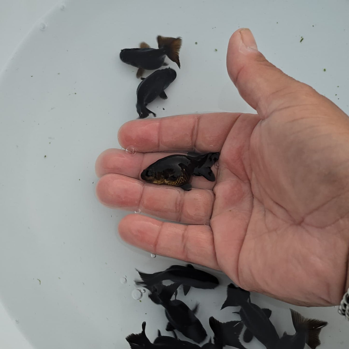 Black Ranchu