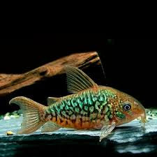 Pairs Corydora Pantanalensis