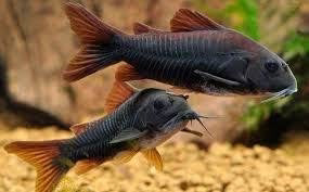 Corydora Venezuela Schultz Black