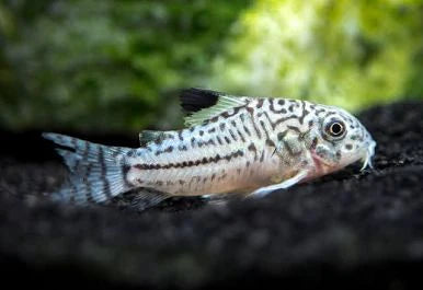 Julii Corydora