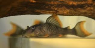 Orange Seam L076 Plecostomus