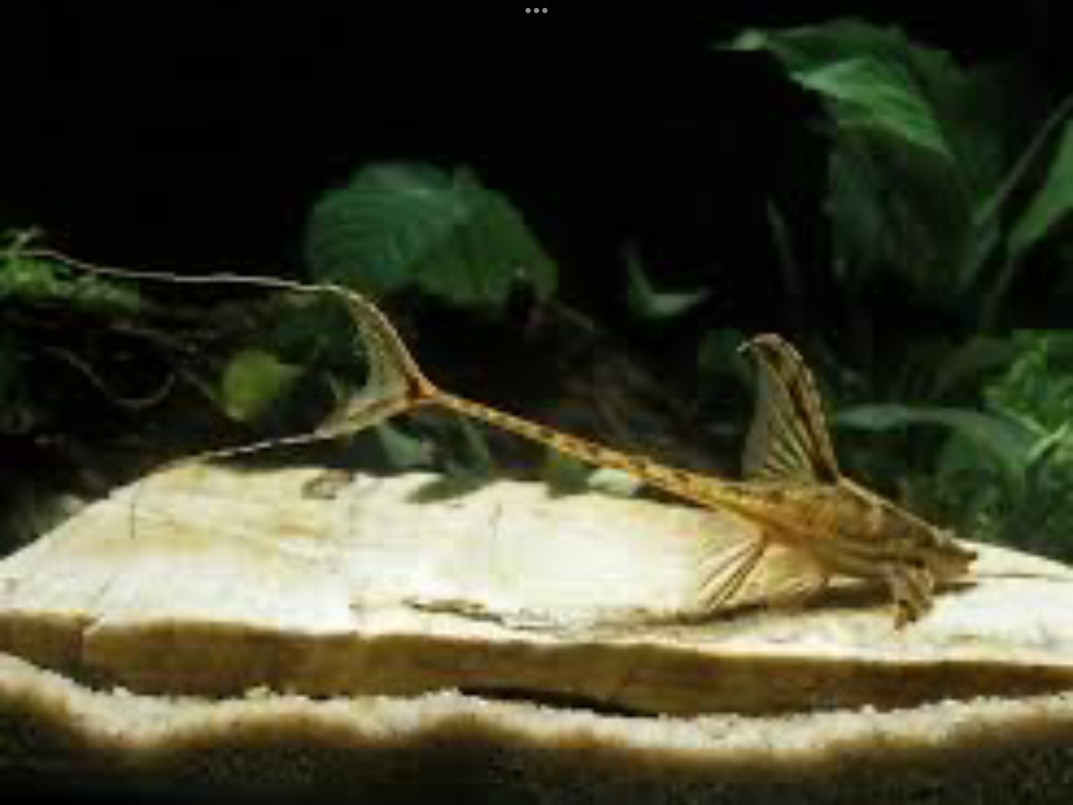 Whiptail Catfish