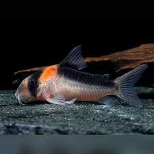 Corydora Duplicareus Adolfoi