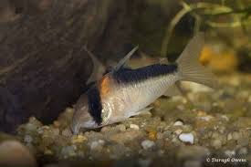 Corydora Duplicareus Adolfoi