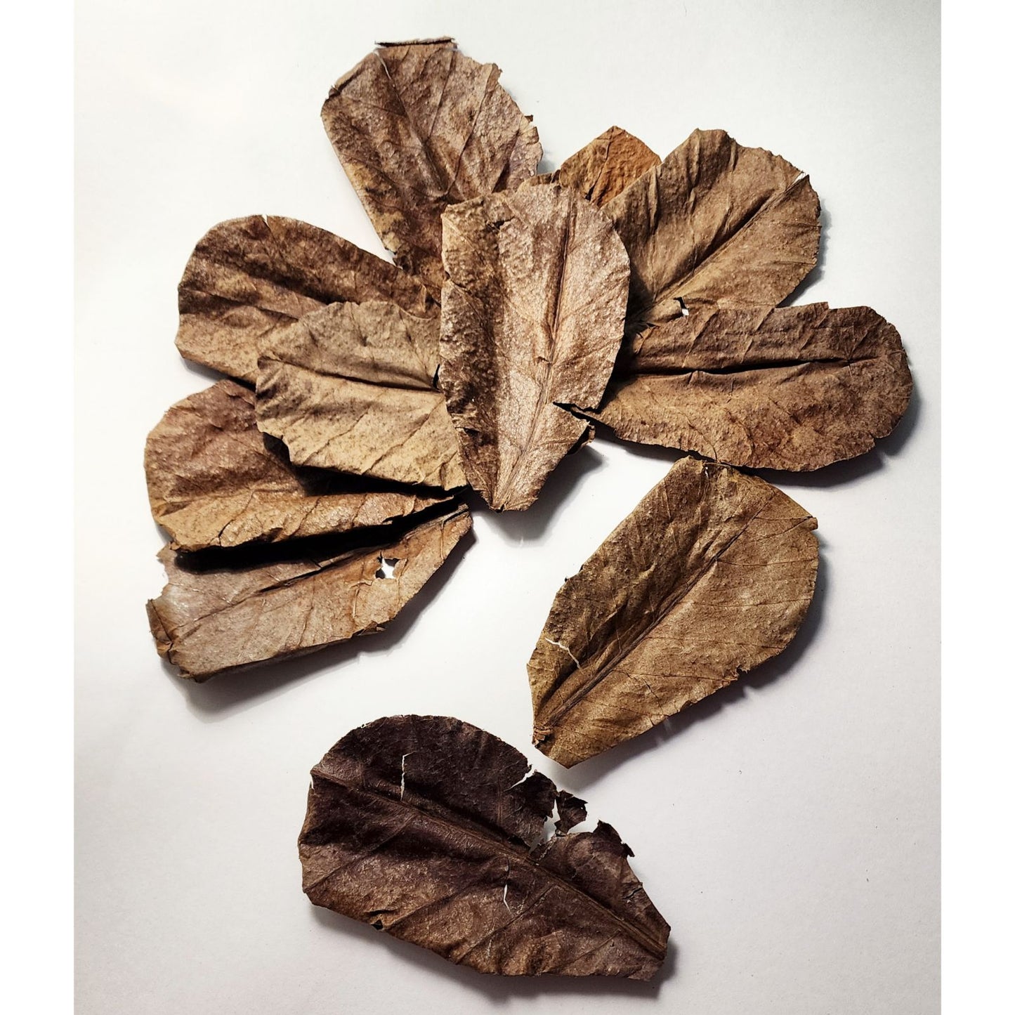 10 pack 4"-6" Indian Almond Leaves