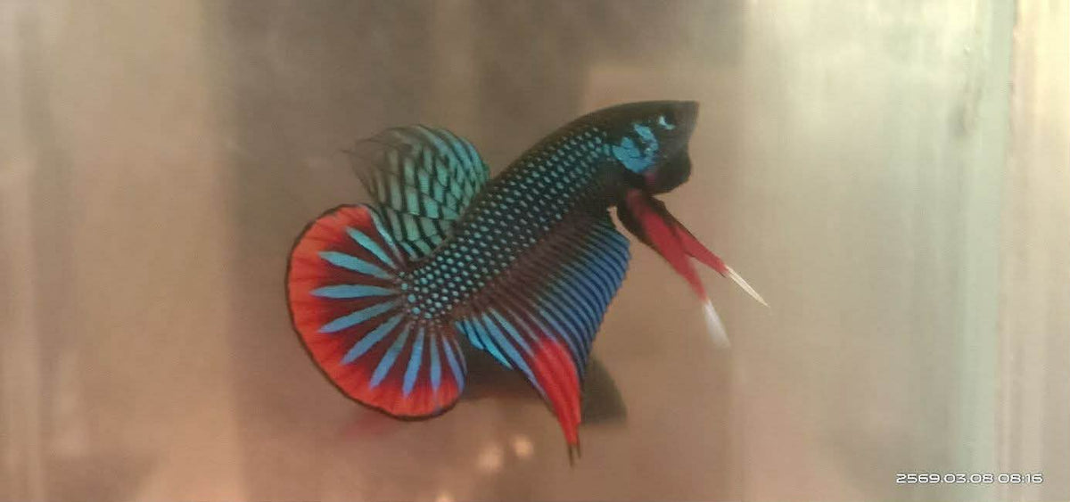 Green Imbellis wild betta male