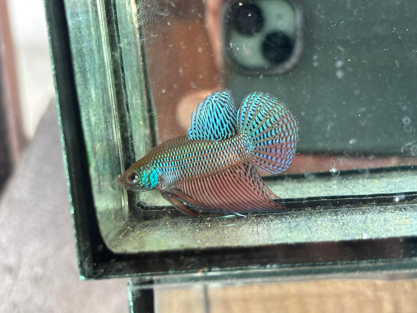 Green Sparagdina Guitar wild betta male