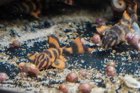 L397 Alenquer Tiger Plecostomus