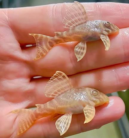 L333 Albino Tiger Plecostomus