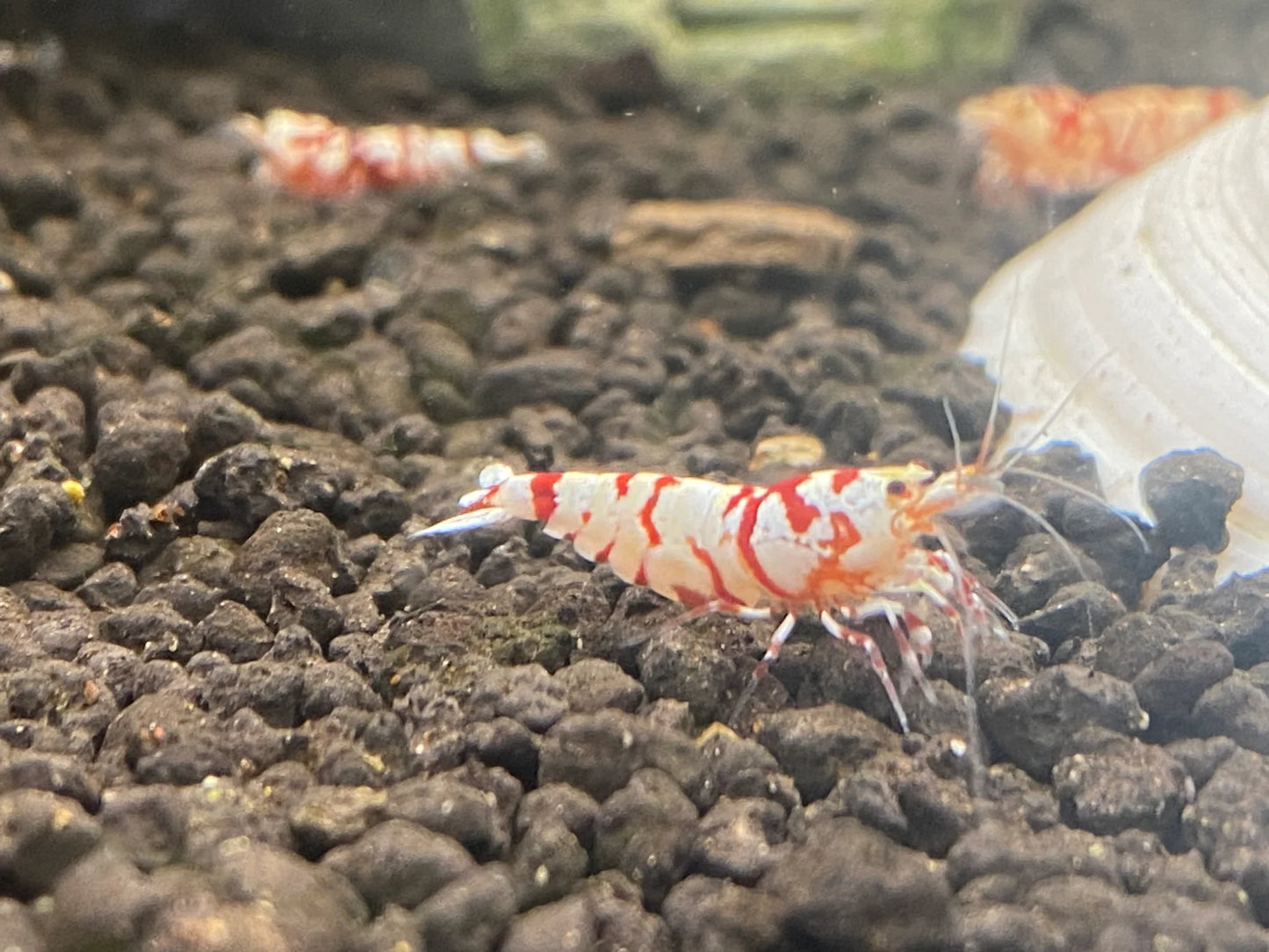 Red Fancy Tiger A/S Grade