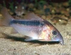 Corydora Rabaulti