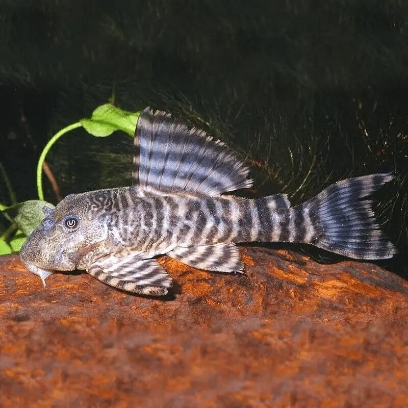 L226 pleco