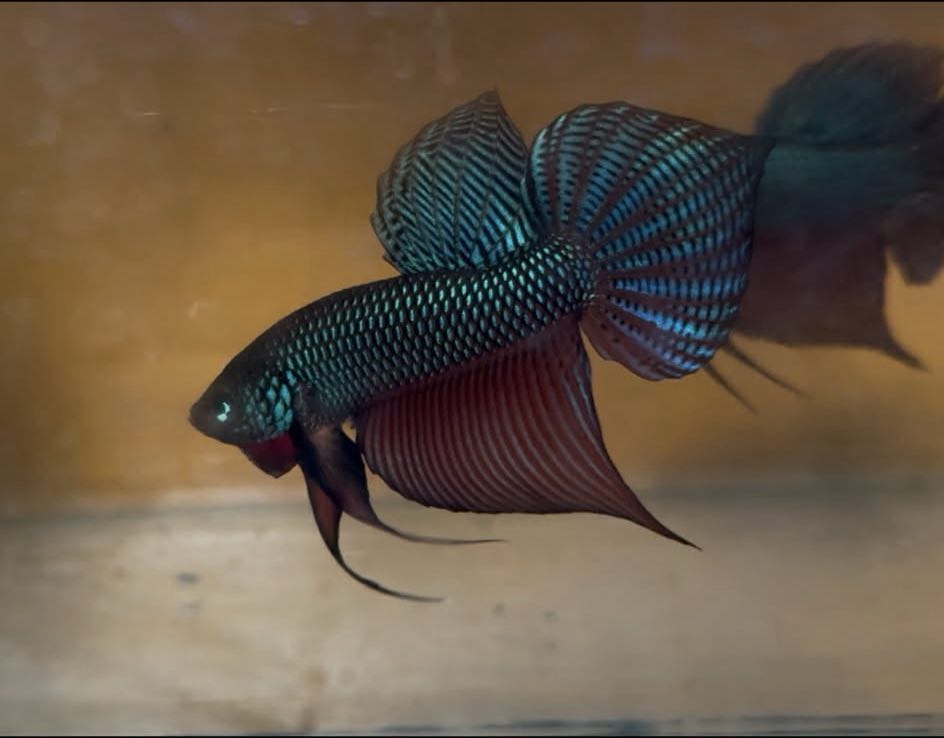 Green Sparagdina Guitar wild betta male