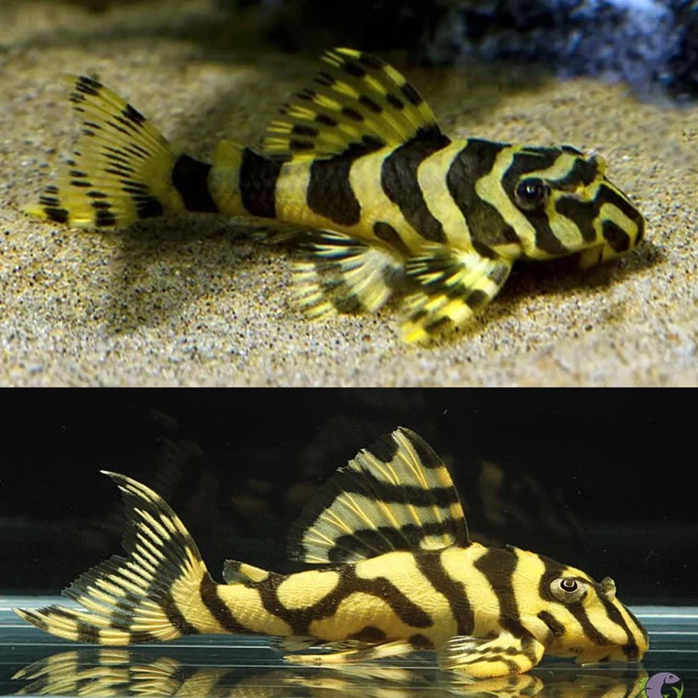 L134 Pleco