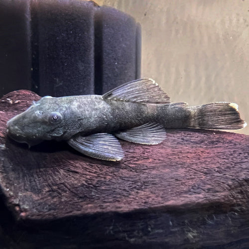 Green Dragon Plecostomus