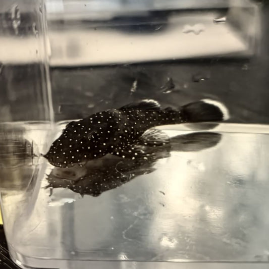 Peppermint Plecos (L181) 1 1/4"-1 1/2"