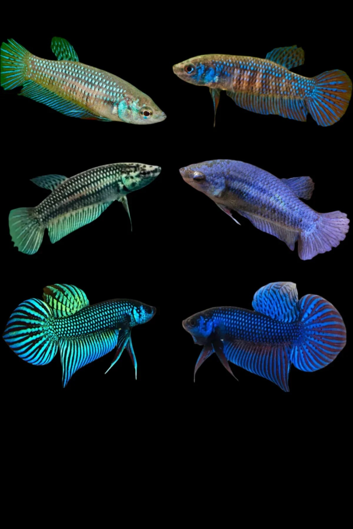 Wild Betta female Mahachai