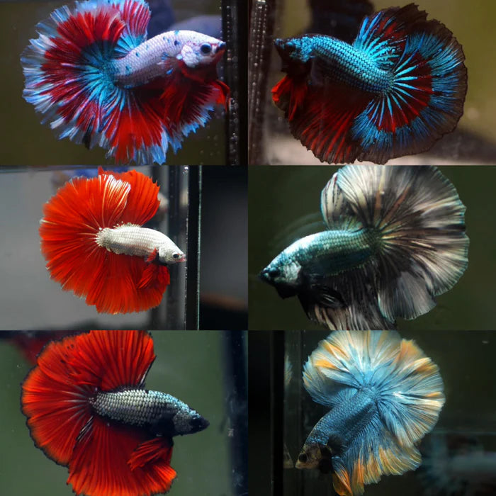 DRAGON MIX MOHAWK HALFMOON ROSETAIL MALE