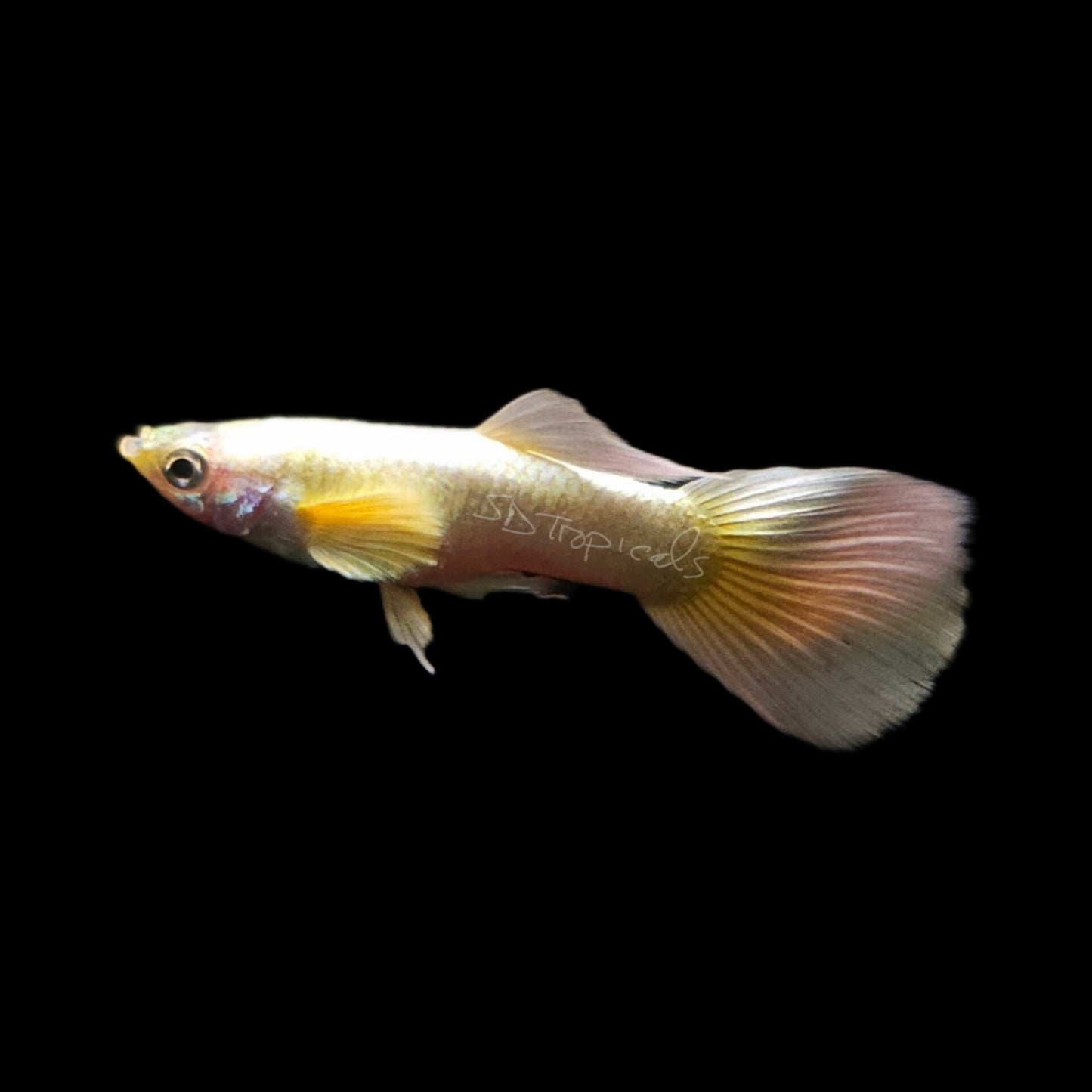 Full Gold