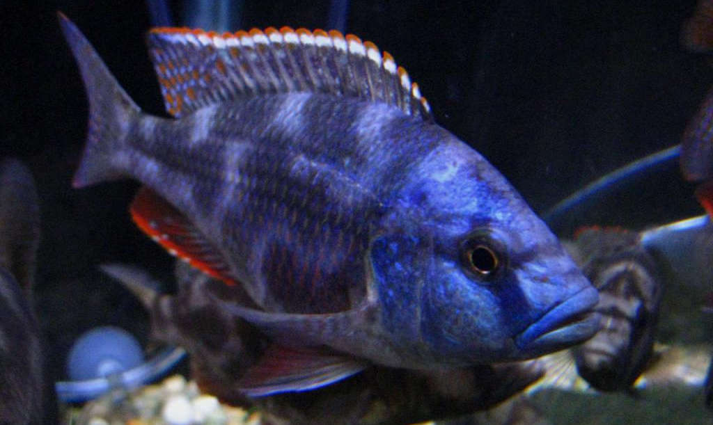 3" LIVINGSTONI CICHLID (NIMBOCHROMIS LIVINGSTONII)