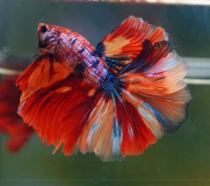 KOI AND NEMO GALAXY OVER HALFMOON ROSETAIL MALE