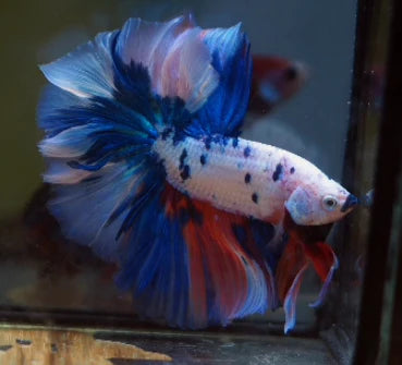 MARBLE MULTICOLOR OVER HALFMOON ROSETAIL MALE