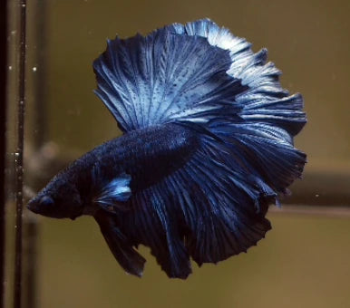 ROYAL BLUE OVER HALFMOON ROSETAIL MALE