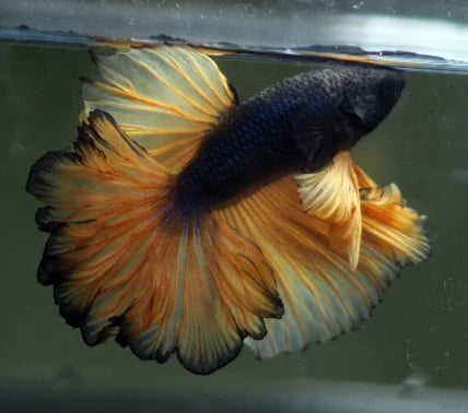 MUSTARD GAS MIX OVER HALFMOON ROSETAIL TAIL MALE