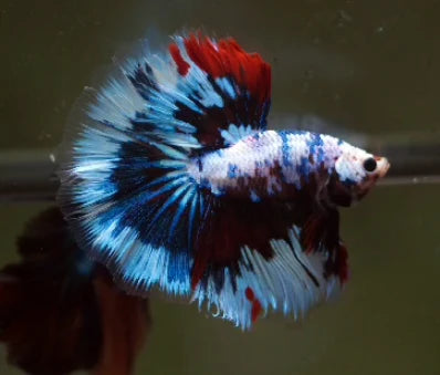 MARBLE MULTICOLOR OVER HALFMOON ROSETAIL MALE