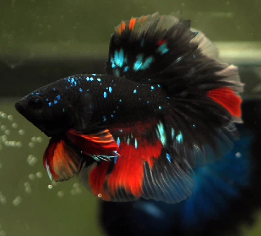 BLACK KOI NEMO MIX GALAXY MALE