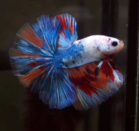MARBLE MULTICOLOR OVER HALFMOON ROSETAIL MALE