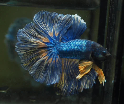 ROYAL BLUE OVER HALFMOON ROSETAIL MALE