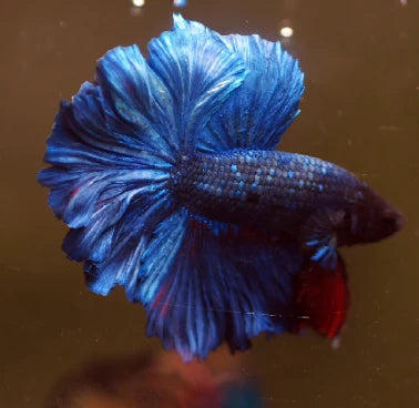 ROYAL BLUE OVER HALFMOON ROSETAIL MALE