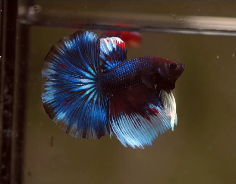 ROYAL BLUE OVER HALFMOON ROSETAIL MALE