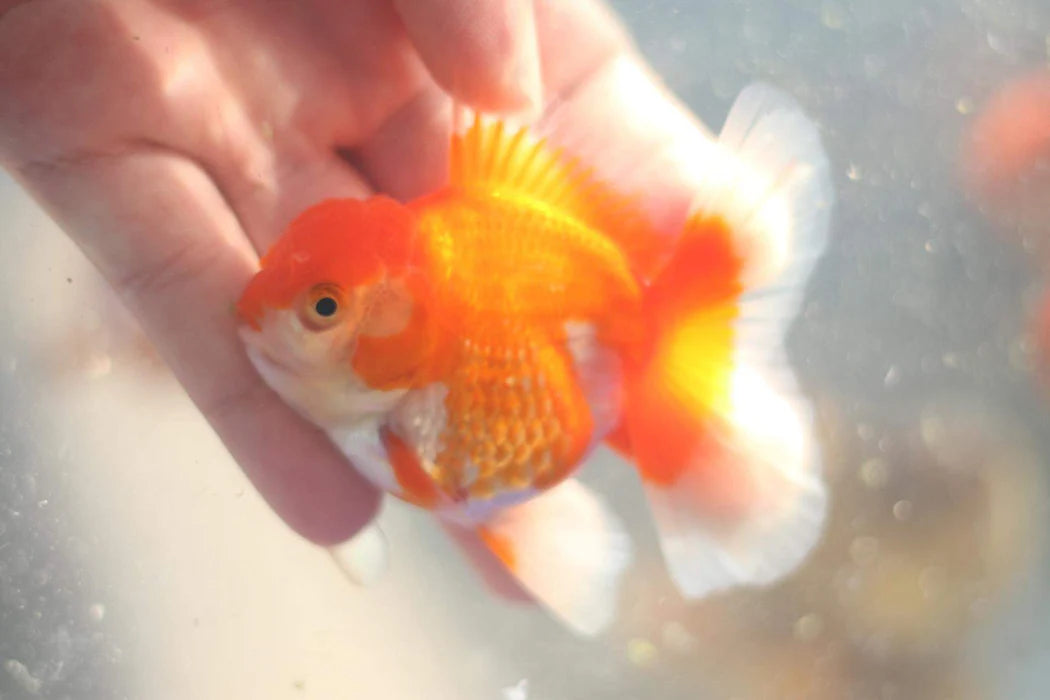 THAI RED/WHITE ORCHID TAIL ORANDA 2.00 INCH BODY