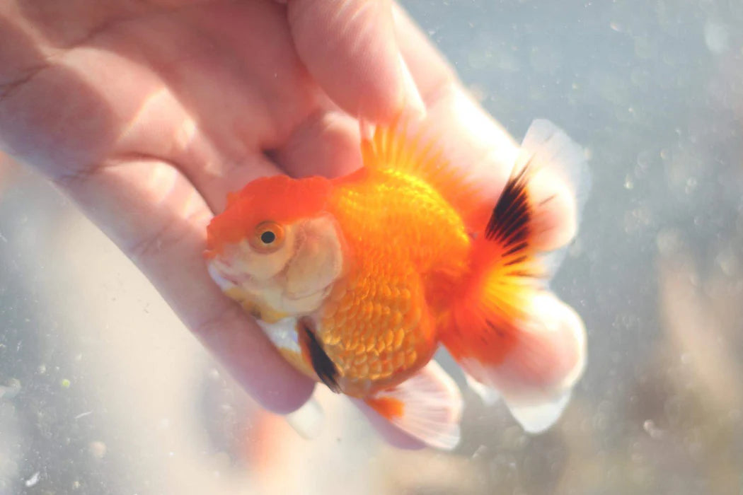 THAI RED/WHITE ORCHID TAIL ORANDA 2.00 INCH BODY