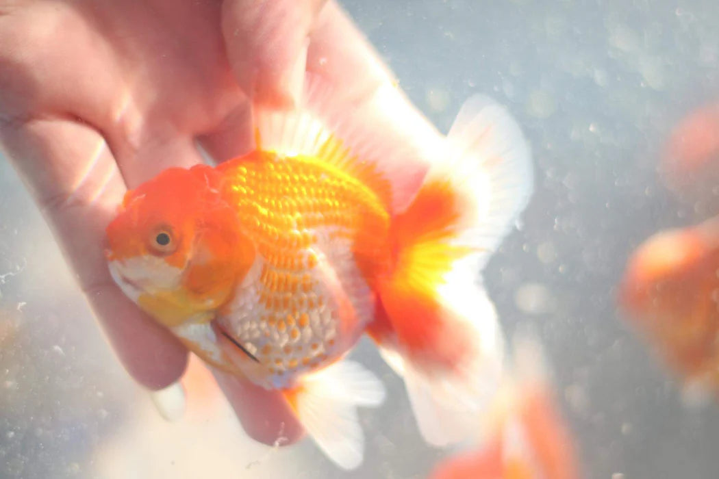 THAI RED/WHITE ORCHID TAIL ORANDA 2.00 INCH BODY