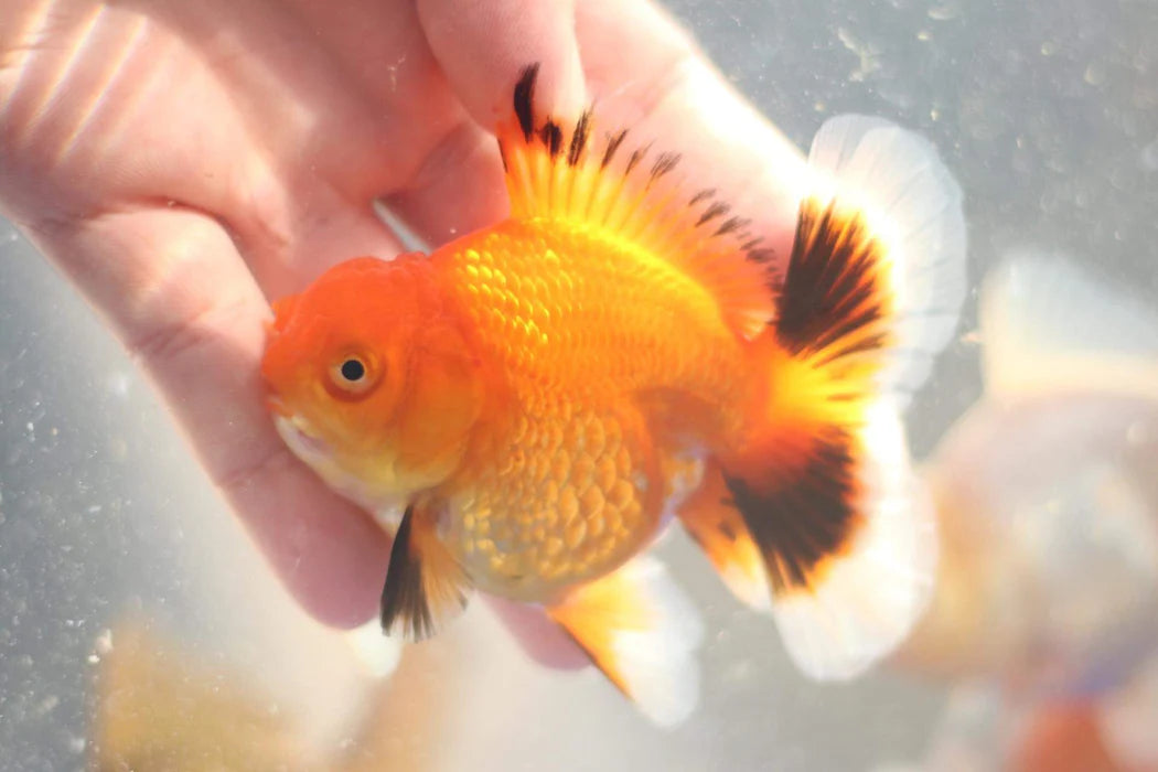 THAI RED/WHITE ORCHID TAIL ORANDA 2.00 INCH BODY