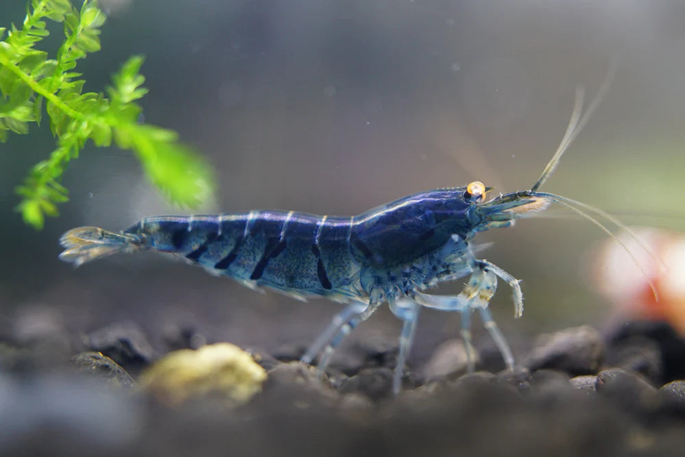 Orange Eye Blue Tiger