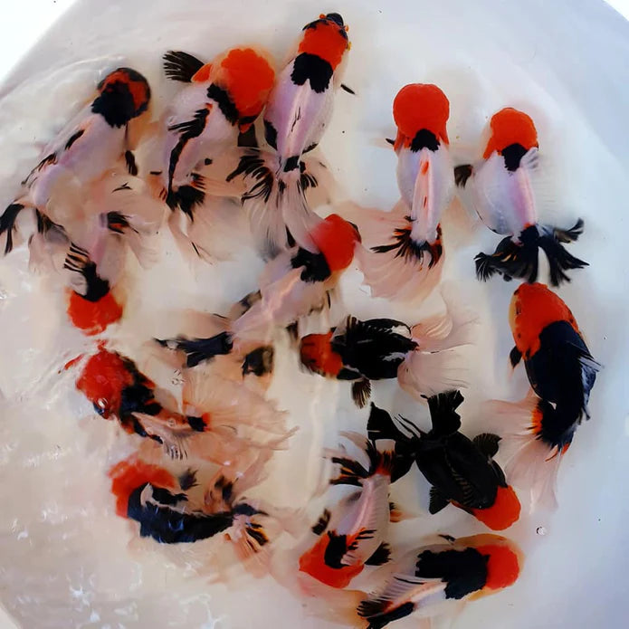 SPECIAL TRI COLOR THAI ORANDA