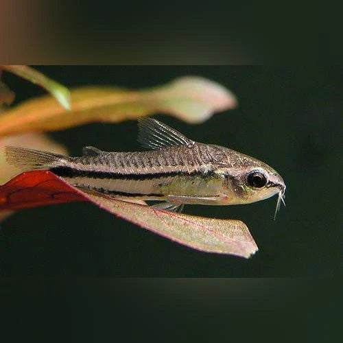 Pygmy Cordoras