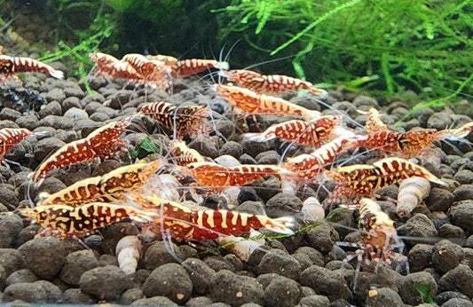 Red Galaxy