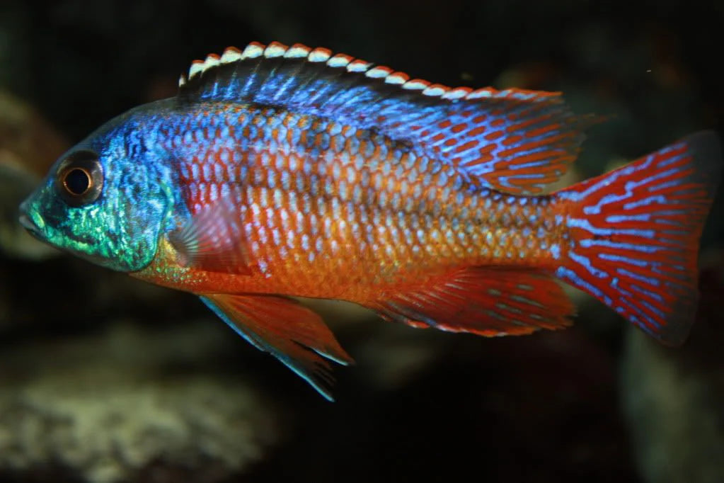 2.5-3" RED EMPRESS (PROTOMELAS TAENIOLATUS)