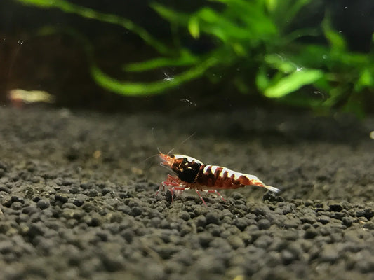 Red Galaxy Fishbone