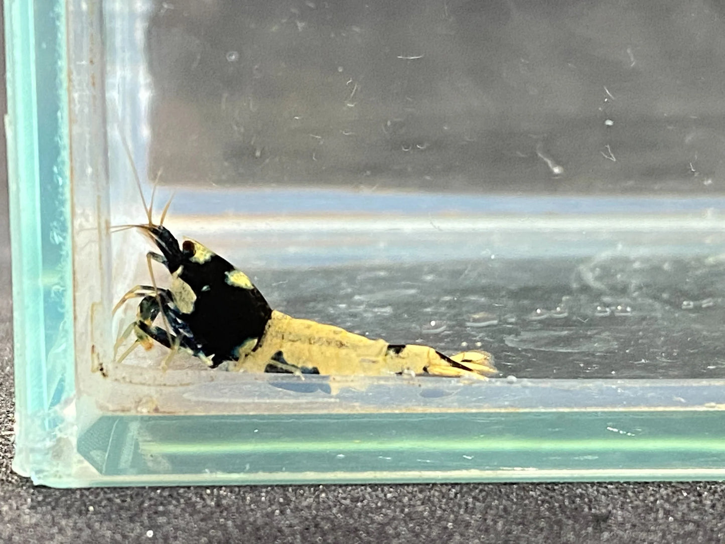 Black Pinto