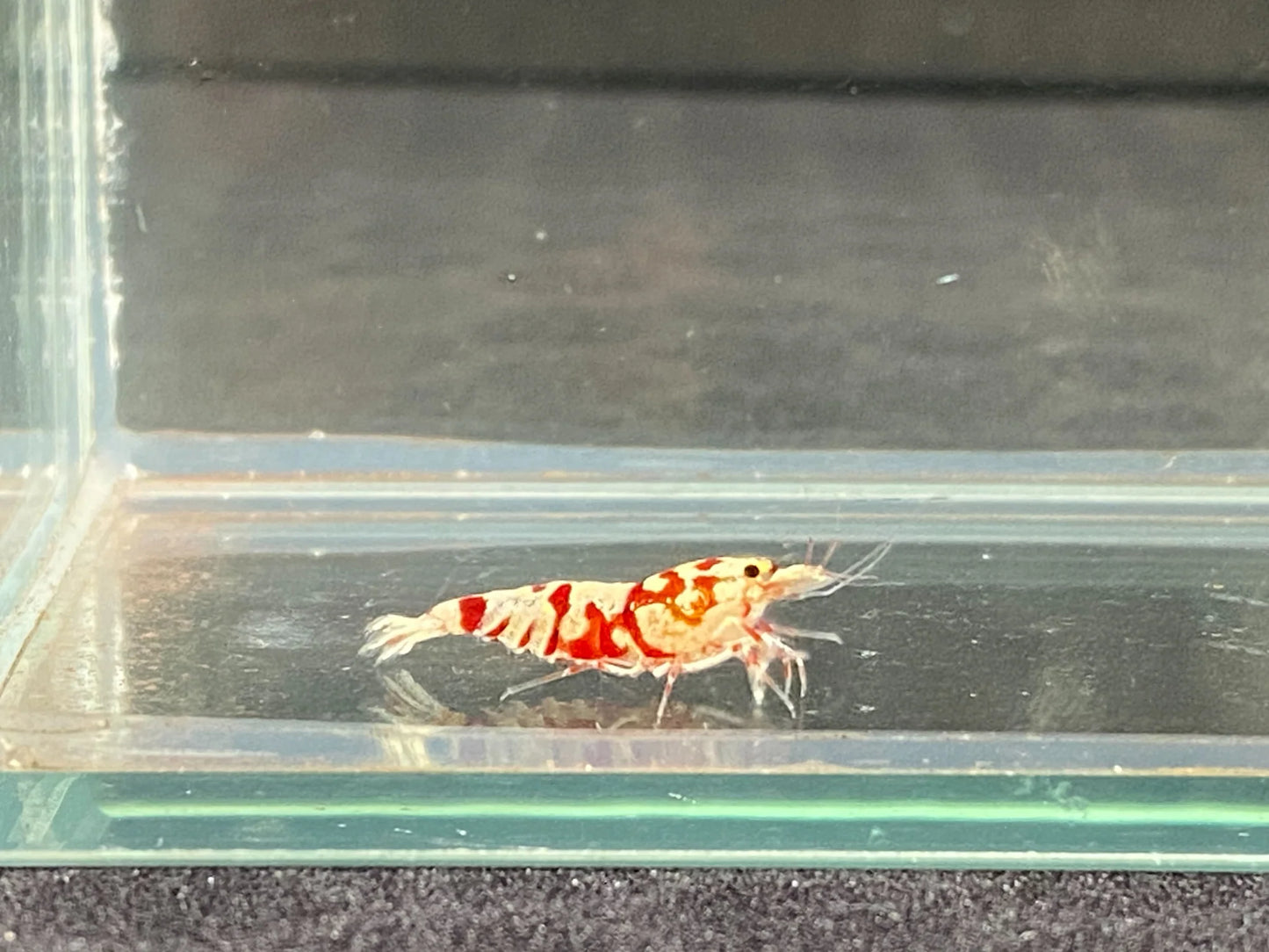 Red Fancy Tiger A/S Grade