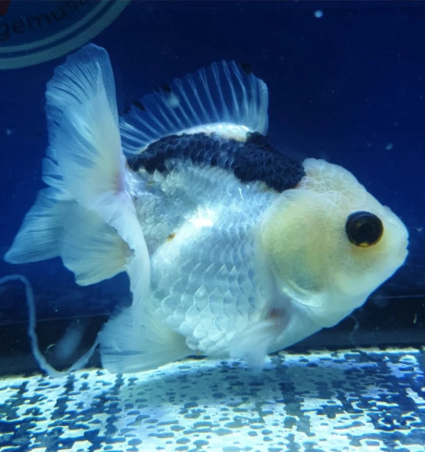 SPECIAL COLOR PANDA THAI ORANDA